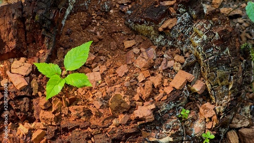 Foto Video of a small young tree sapling growing out of an old decayed tree stump in a forest