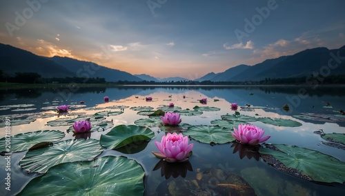 Scenic View of Lotus Flowers in a Lake at Sunset With Mountains in the Backgr...