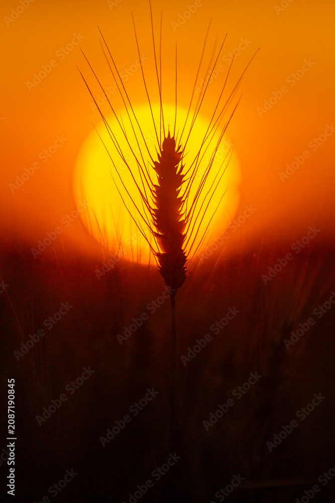Fototapeta premium Wheat ear reaches sky. Wheat silhouette faces sunset. Warm wheat fills landscape. Backlit wheat glows softly.