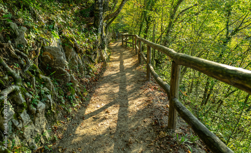 Naklejka premium Wooden boardwalk through forest nature. Scenic forest path with wooden walkway. Travel path along lake in forest. Boardwalk in autumn woodland. Peaceful forest trail with wooden boardwalk.
