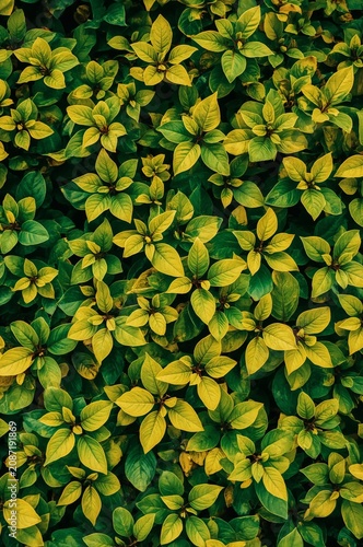 Bright Green and Yellow Leaves Fill the Area of the Picture During a Sunny Da...