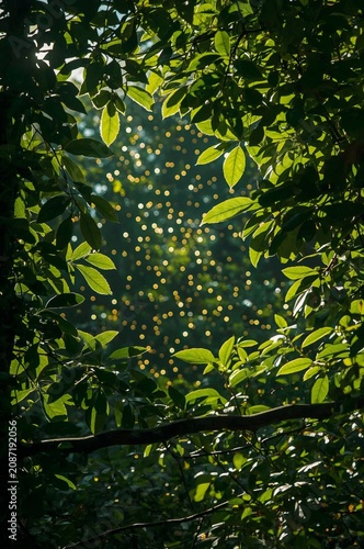 Sunlight Shines Through Green Leaves in a Forest During the Day