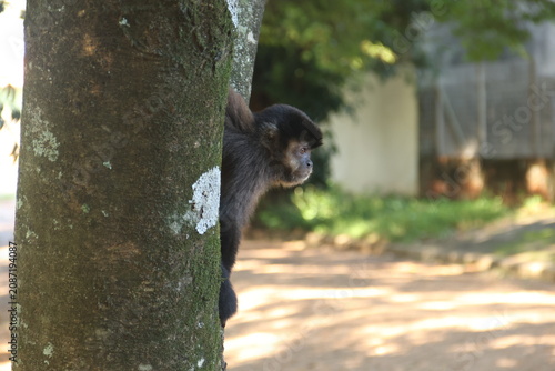 Foto Macaco Prego na Reserva Mata Santa Genebra, Campinas São Paulo