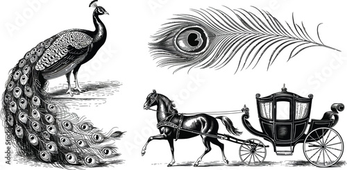 Obraz na plátně Vintage peacock, horse-drawn carriage, peacock feather illustrations, black and