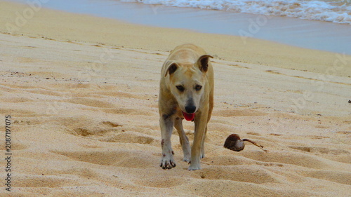 Friendly beach dog walking on tropical sand near ocean, Samoa