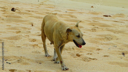 Panting dog walking along sunny tropical beach, Samoa