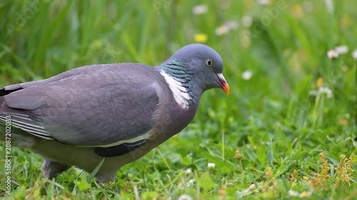 Portrait of a male Wood pigeon walking, observing and eating grass in spring in a domestic garden after rain. Columba palumbus, Indre-et-Loire 37, région Centre-Val de Loire, France, Europe
