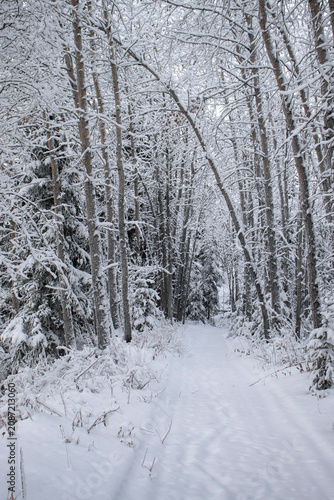 Snow covered trees around walking path