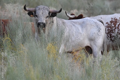 cow in the field
