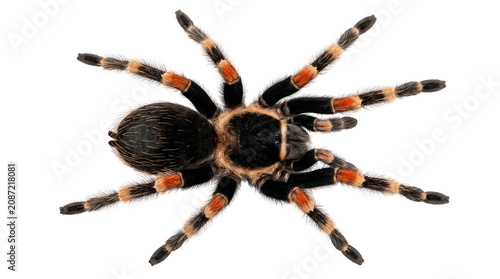 Redknee Tarantula Brachypelma Hamorii Top View Isolated on Transparent Background Overhead Hairy Spider Cutout
