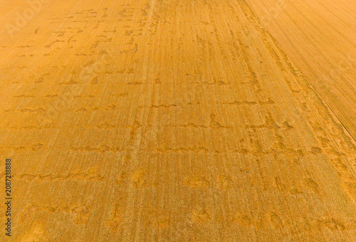 Aerial Drone View of Wind Damaged Ripe Wheat Field, Agricultural Disaster and Crop Loss Concept