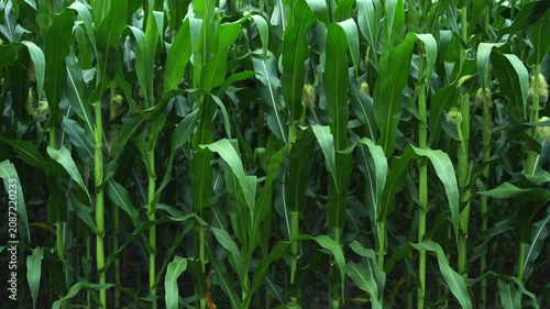 Dense field of vibrant green corn plants, with tall stalks and broad leaves moving in the wind. Immature corn cobs are visible