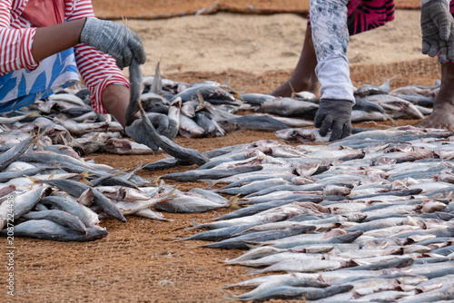 Tableau sur toile Sri Lankan women drying fish on the sandy beach of Negombo fish market