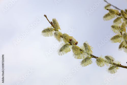 Fotografie A blooming willow branch with fluffy yellow catkins stands out against a light spring sky