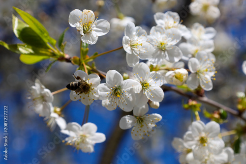 Slika na platnu ​A small bee collects nectar on a blooming cherry branch with delicate white flowers in early spring