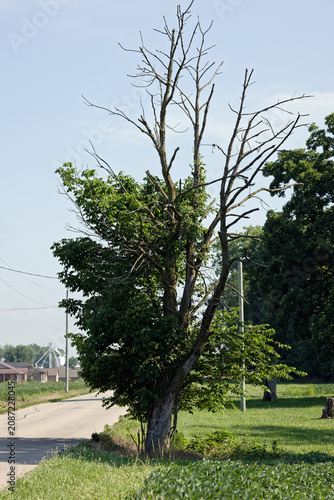 Poison ivy growing on the trunk of a dying ash tree
