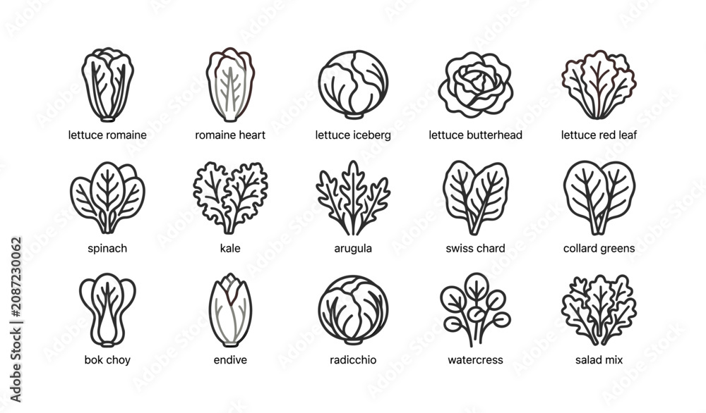 Fototapeta premium Leafy greens icons showing lettuce and salad varieties