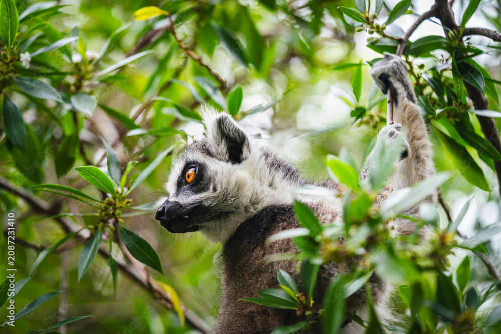 Fototapeta premium A curious ring tailed lemur, Lemur catta, navigates through lush green vegetation, its alert orange eyes peering through the leaves. The lemurs distinctive black and white facial markings and grey fur