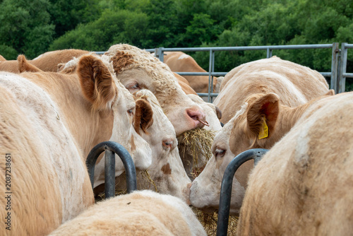 brown cows  and bull with white faces eating from a circular feeder	