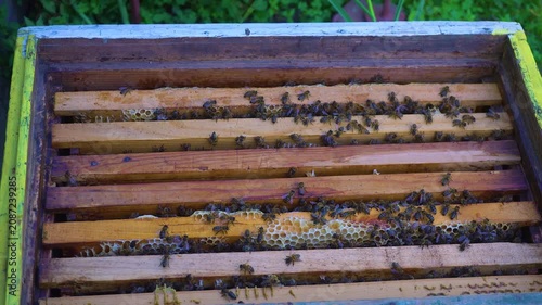 Many bees crawl on a honey frame full of honey in the hive