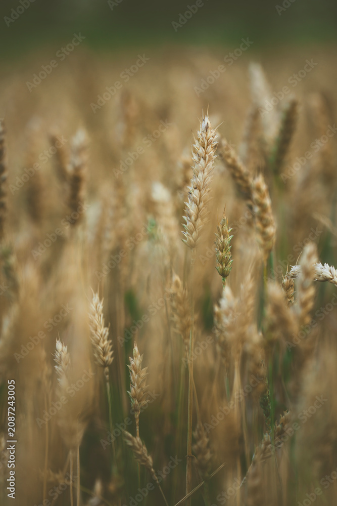 Obraz premium Close up of golden ears of ripe cereal crops in a field 