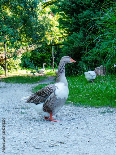 domestic goose standing on a gravel path in a lush, green outdoor setting