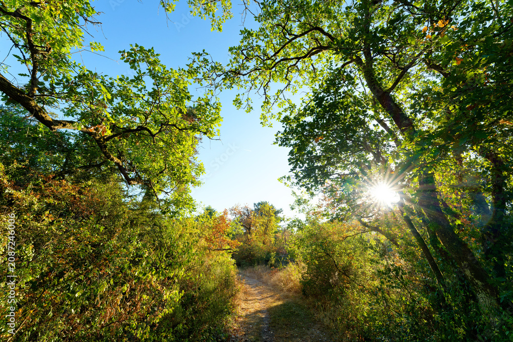 Naklejka premium Heatwave in the Gulf of Larchant. Denecourt path 19 in Fontainebleau Massif