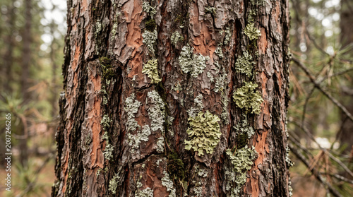 The bark of a tree is visible with patches of moss and lichens