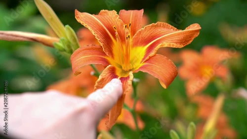 Close-up of a person's hand gently touching a vibrant orange daylily bloom in a garden setting. The flower's vivid colors create a striking contrast against the green background.
