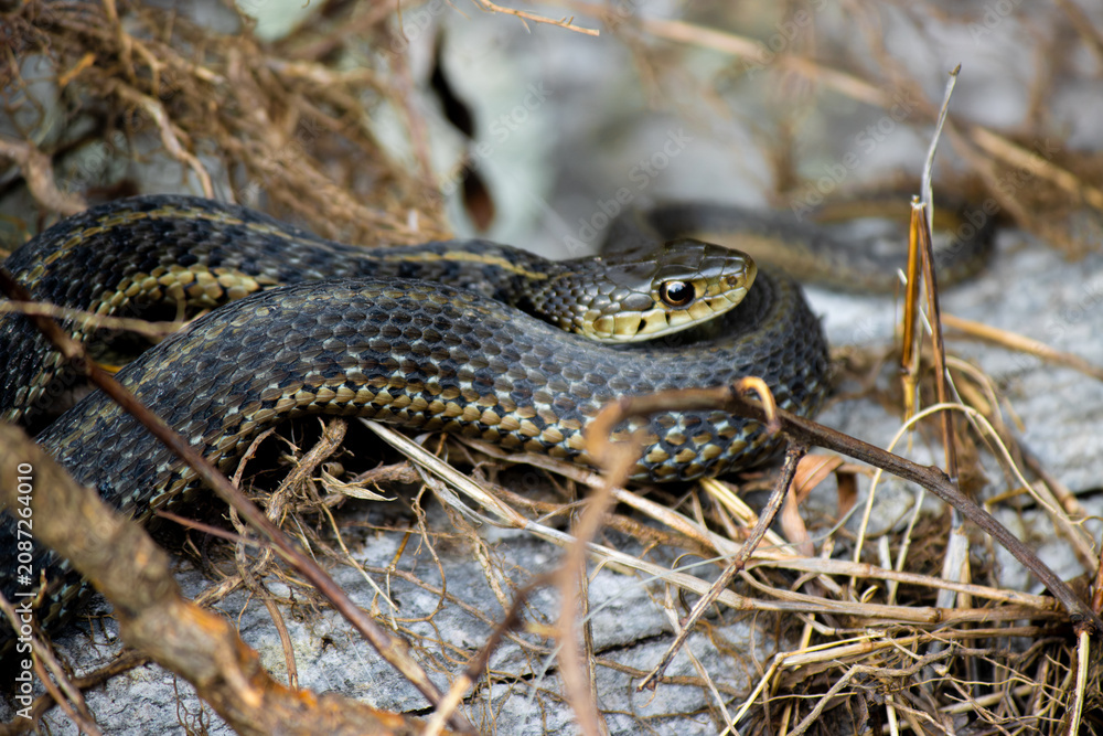 Obraz premium snake