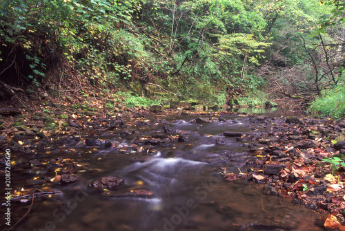 White Pines State Park Creek Landscape in Illinois