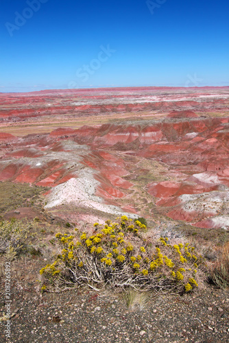 Arizona Flowers Among Rocky Landscape