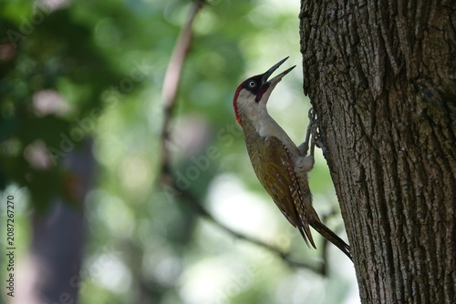 the male green woodpecker (Picus viridis)