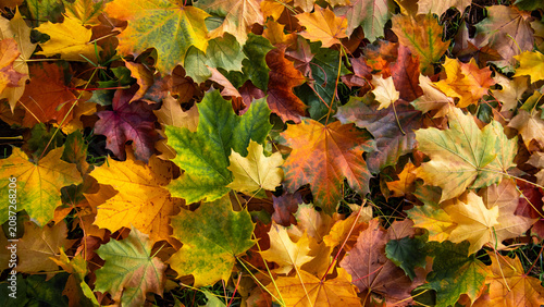 Dense layer of autumn leaves in yellows, oranges, greens, and browns covers t...