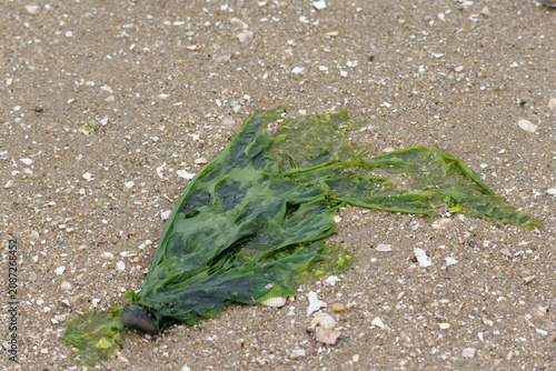 Cuadro en lienzo Green seaweed washed ashore on sandy beach
