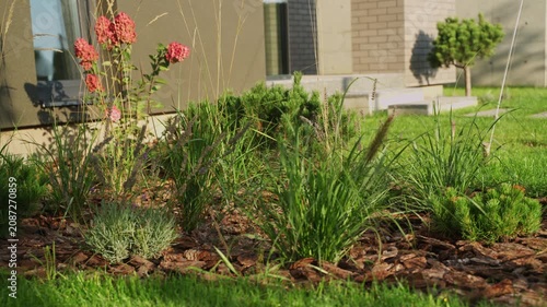 Beautifully landscaped garden with ornamental grasses, perennials, and pine bark mulch swaying gently in the wind next to a modern house on a sunny summer day
