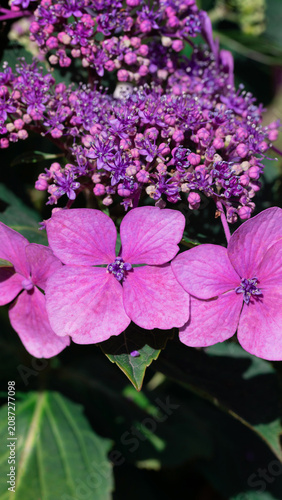 Pink Hydrangea Flowers With Purple Clusters in a Lush Garden Setting