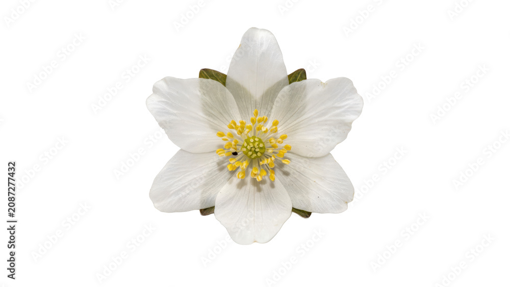 Obraz premium A single white wood anemone flower with yellow stamens isolated on a white background, macro of a delicate spring forest plant