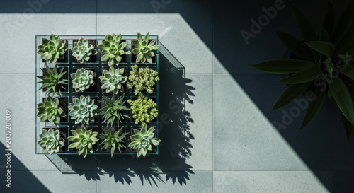 Modern Geometric Succulent Garden Display With Dramatic Sunlight Shadows