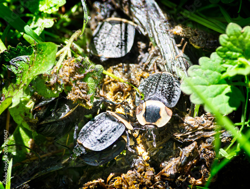 Fotografía Carrion beetles, Necrophila americana, devouring vegetative detritus