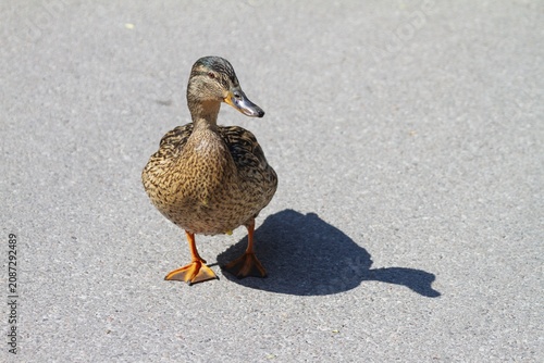 Mallard (Anas platyrhynchos), female with shadow, Bavaria, Germany