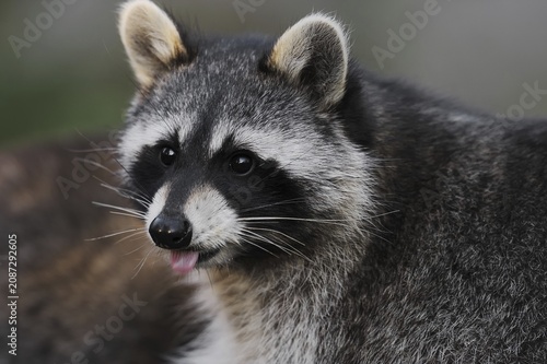 Raccoon (Procyon lotor), portrait, Hesse, Germany