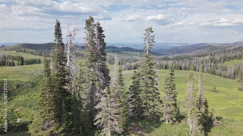 Uinta Highlands Push through Pines with Mountain Peaks