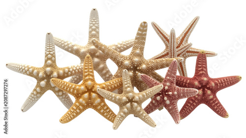 Several dried starfish arranged in a group, featuring various textures, bumps, and natural colors from light tan to deep reddish-brown tones