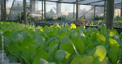 Camera is sliding right as recording starts, revealing dense lettuce bed in greenhouse for checks