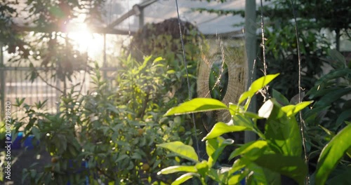 Camera shifting right to reveal circular spider web in sunlit backyard, catching sunlight droplets