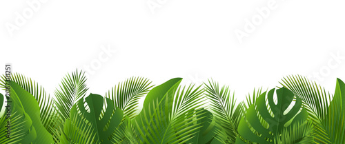 Green Palm Tree And Branch White Background