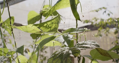 Climbing bean vine is swaying from light breeze while camera is tilting upward, revealing pod