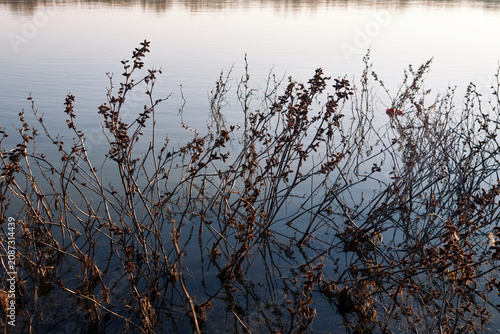Fényképezés Dry riverside plants reflected in calm lake water during peaceful autumn evening