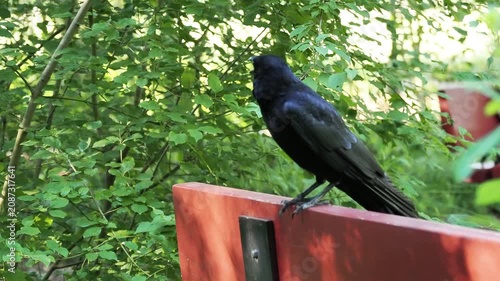Grand Corbeau (Corvus corax) bec ouvert pour réguler sa température pendant la canicule dans un parc urbain